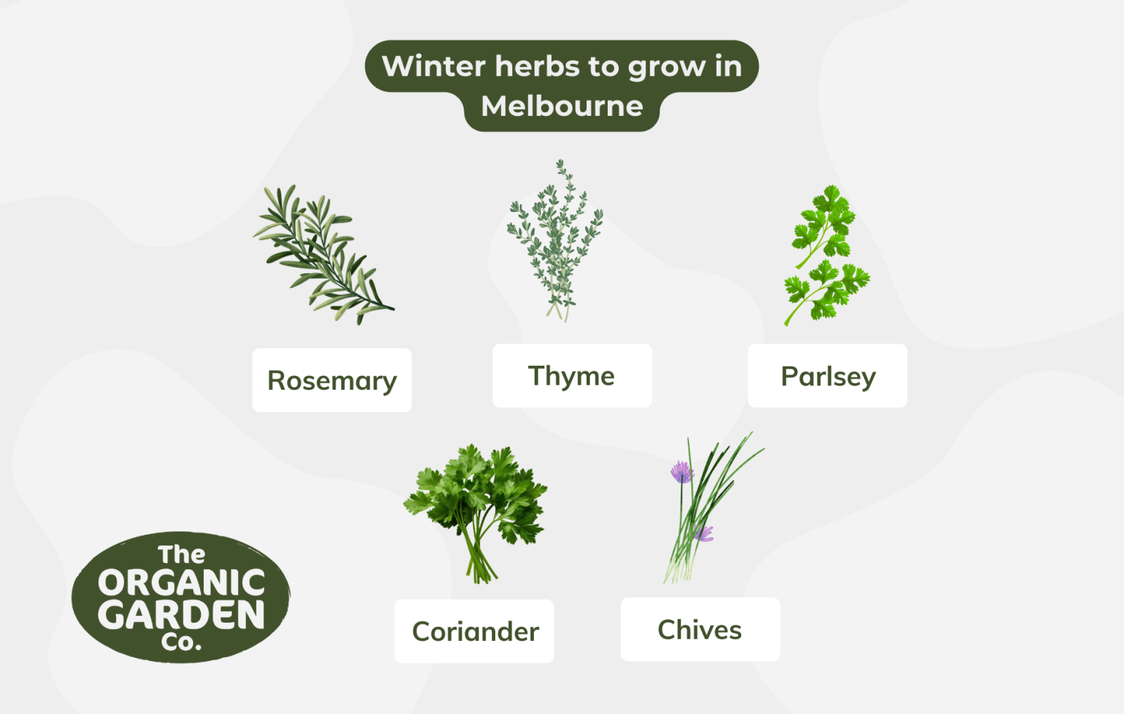 herbs to plant in winter